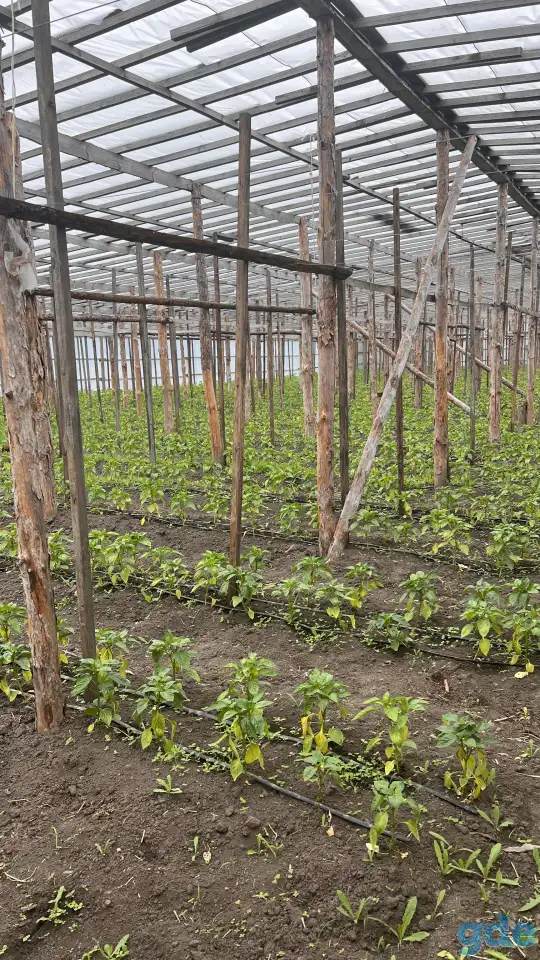 Продажа дома и парников, Деревня Оздамичи, пер. Красный 3, фотография 2