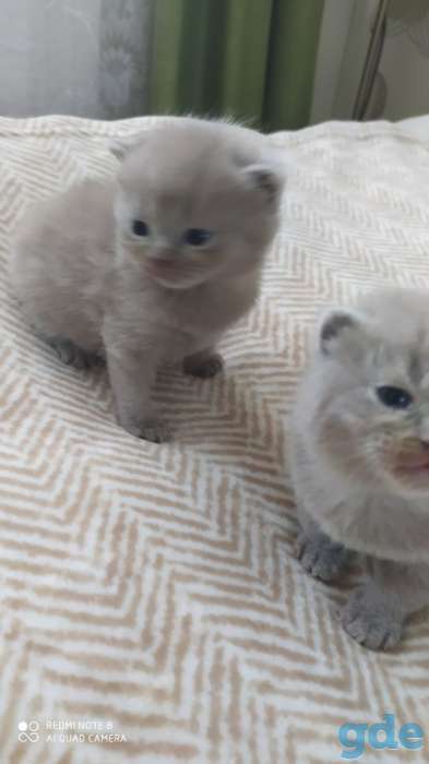 Британские котята, фотография 5