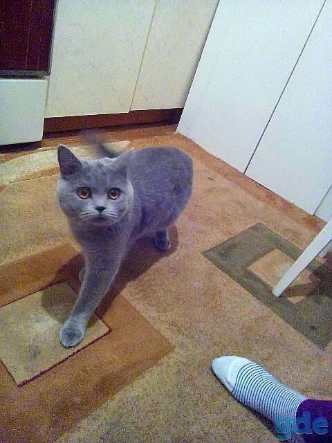 Британская кошка, фотография 1