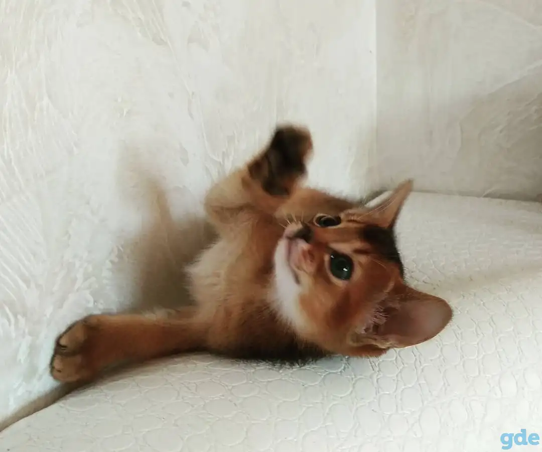 Абиссинские котята, фотография 2
