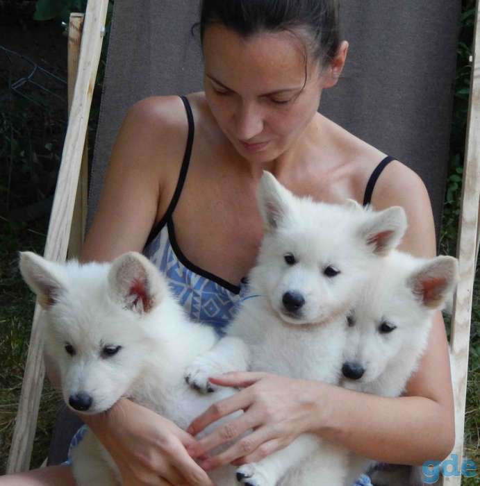 Продам щенков Белой швейцарской овчарки, фотография 2