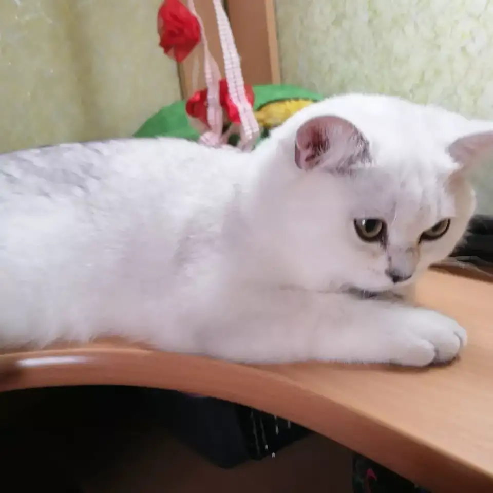 Британские серебристые котята, фотография 4