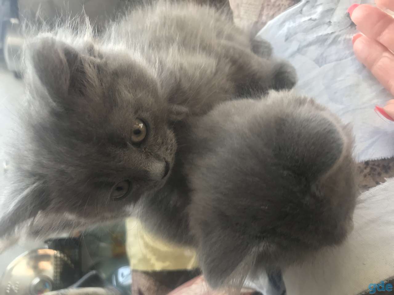 Котята, фотография 3