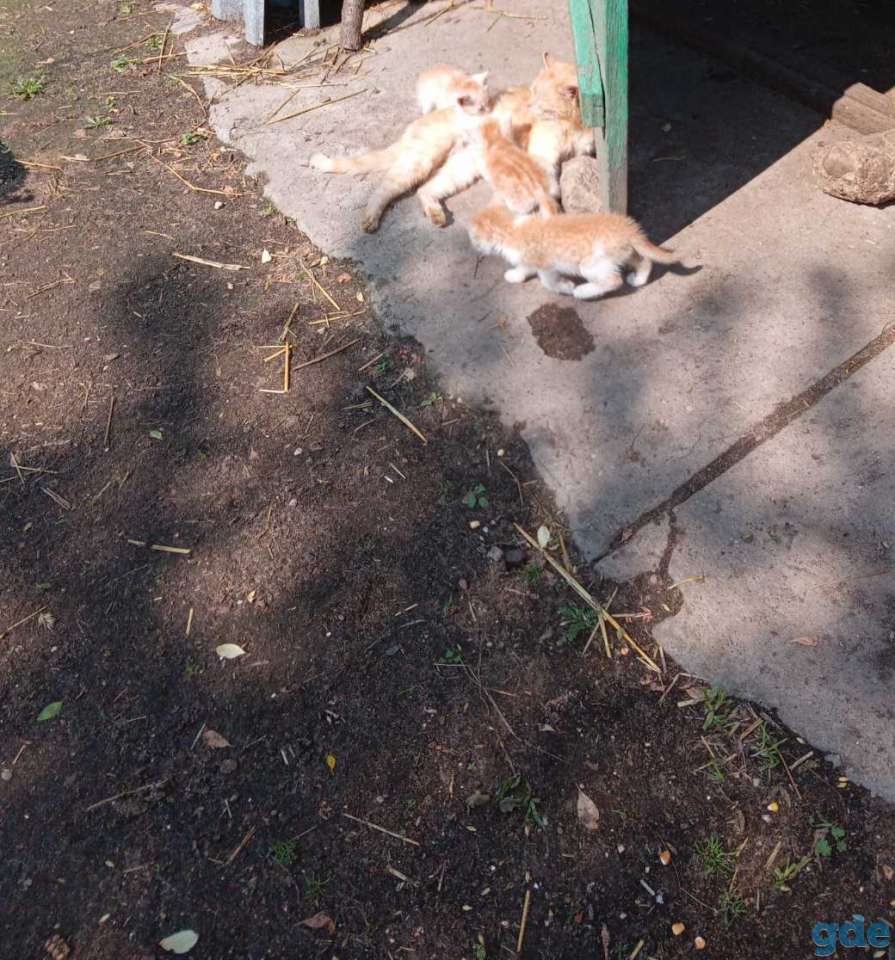 Котята, фотография 1