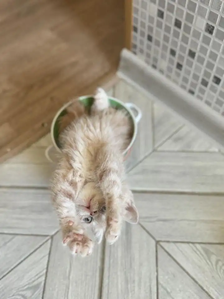 Экзотические котята, фотография 6