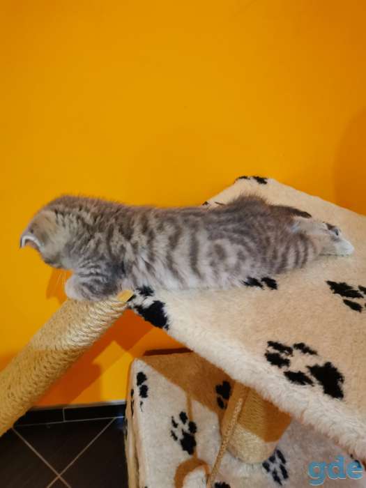 Шотландский вислоухий мальчик 1.5мес, фотография 5