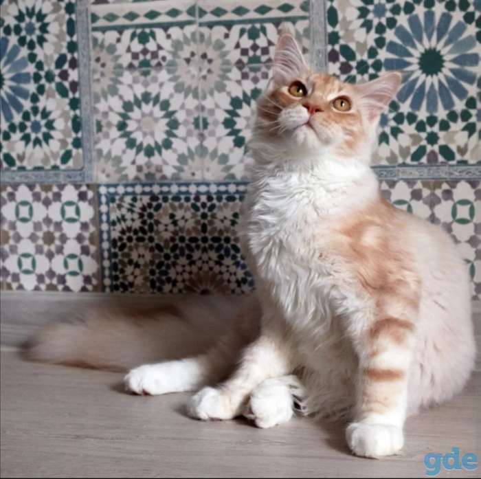 Мейн-кун котенок, фотография 6