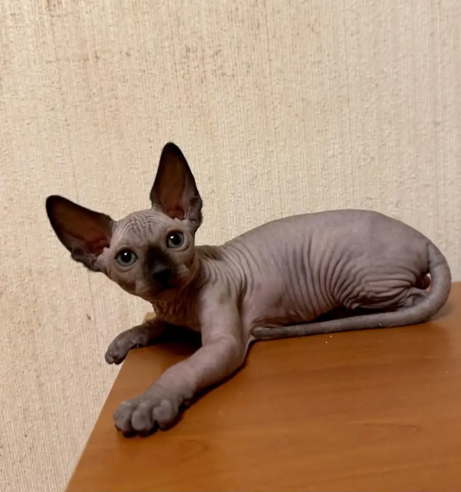 Сфинкс канадский котята, фотография 2
