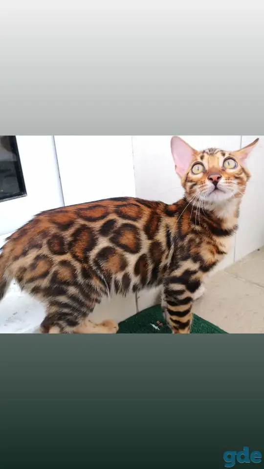 Бенгальские котята разного возраста и окраса, фотография 1