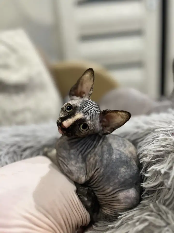 Котята канадского сфинкса, фотография 9
