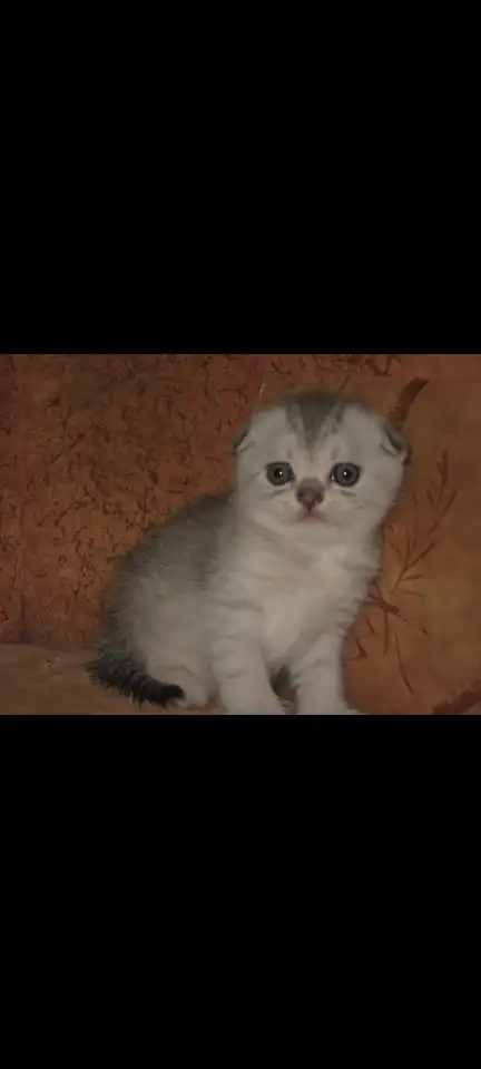 Шотландские котята, фотография 3