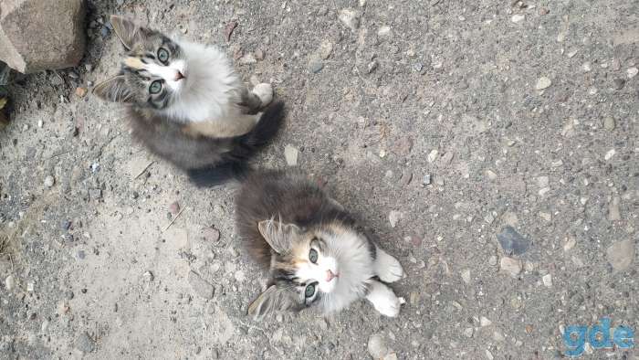 Котята в добрые руки, фотография 2