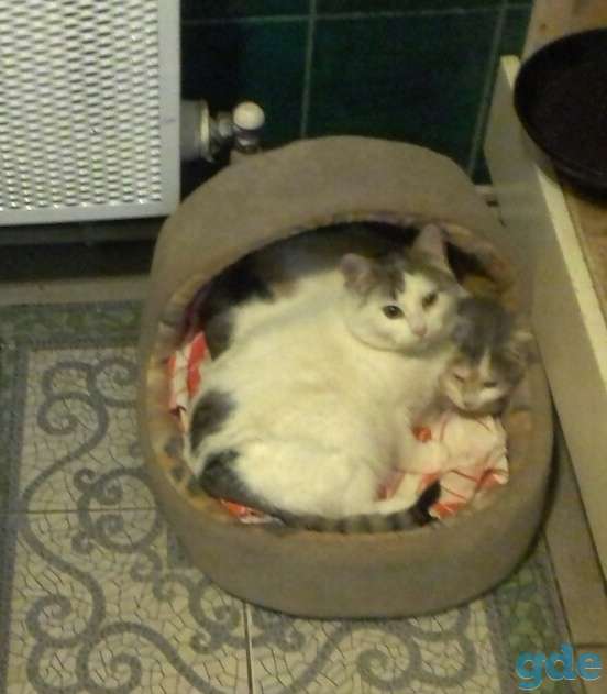Котики в дар, фотография 1