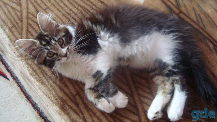 Котенок Мейн-кун, фотография 7
