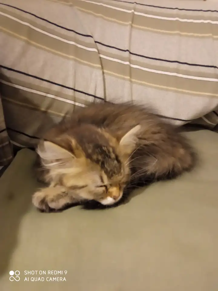 Нежный котенок Лёва ищет дом!, фотография 1