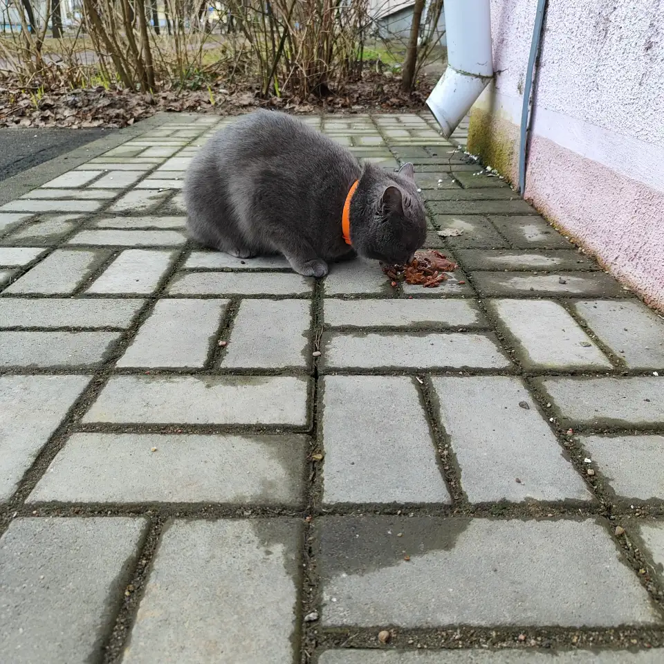 Пропала кошка, фотография 2