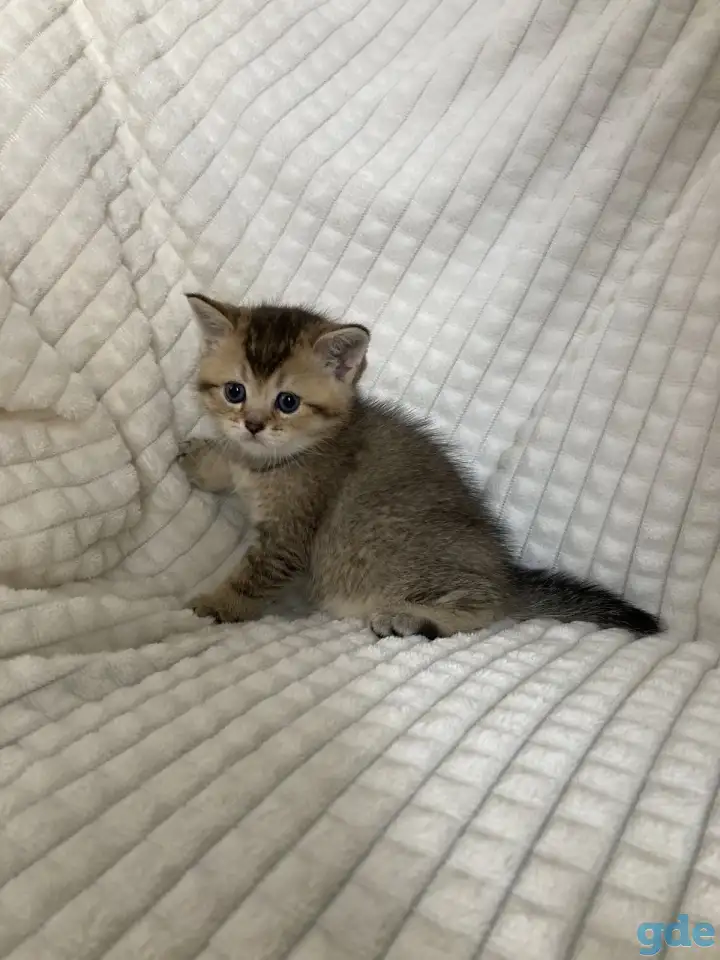 Шотландские котята голубая золотая шиншилла, фотография 6