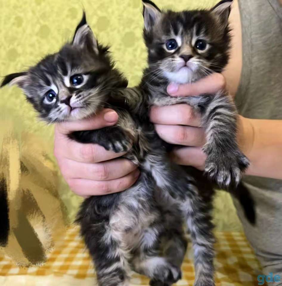 кошка мейн кун, фотография 7