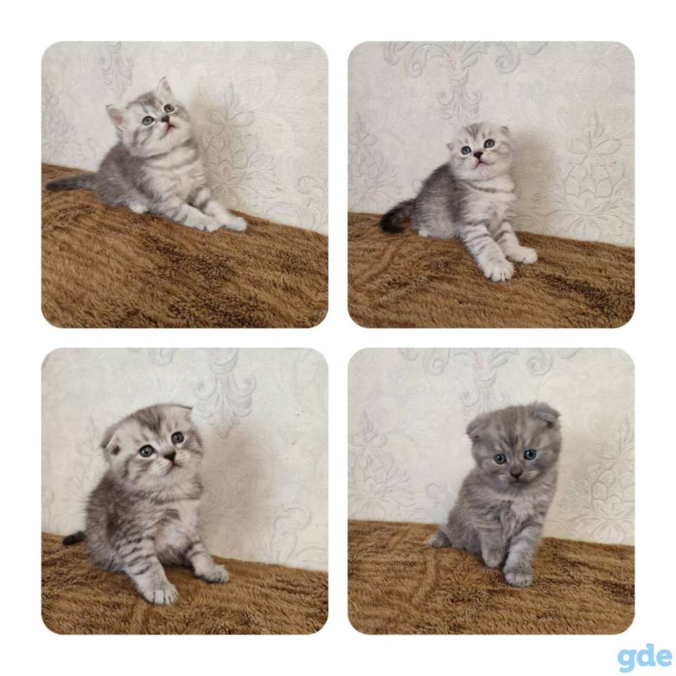 Продаю, фотография 1