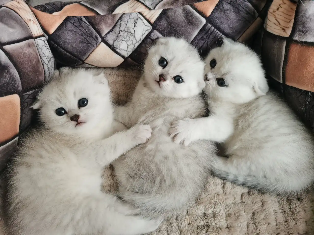 Продам котят, фотография 6
