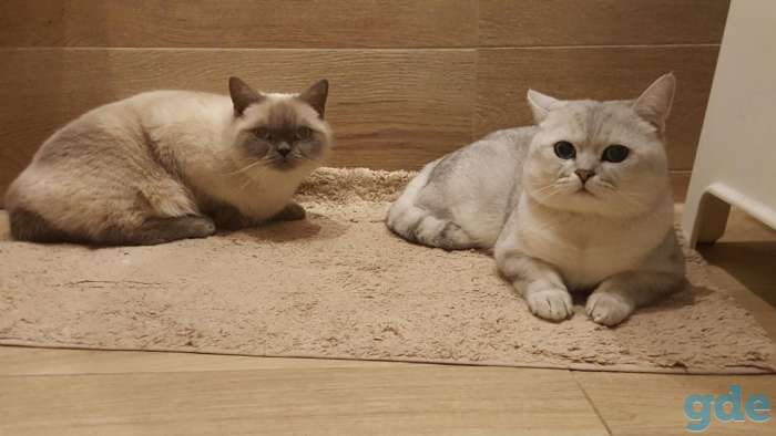 Британские котята редкого окраса, фотография 11