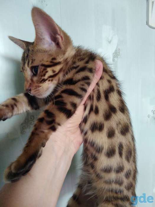 Роскошные котики, фотография 3