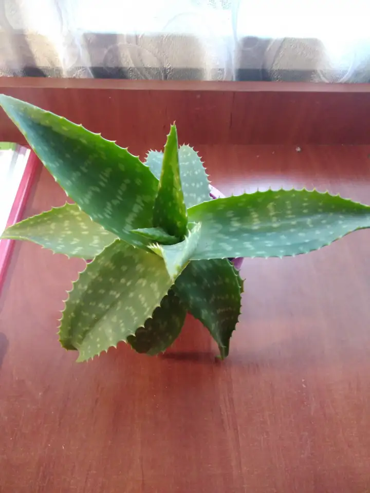 Продам алоэ 3 года, фотография 1