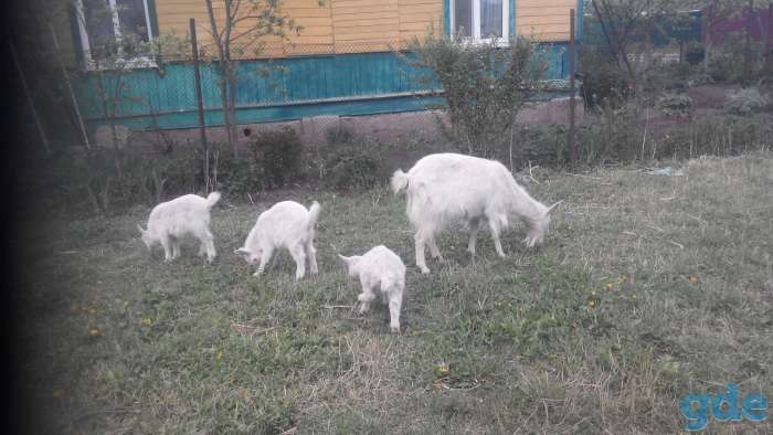 Продам козлят, фотография 4