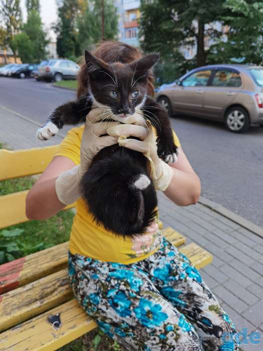 Котенок Кноп ищет дом и семью!, фотография 7