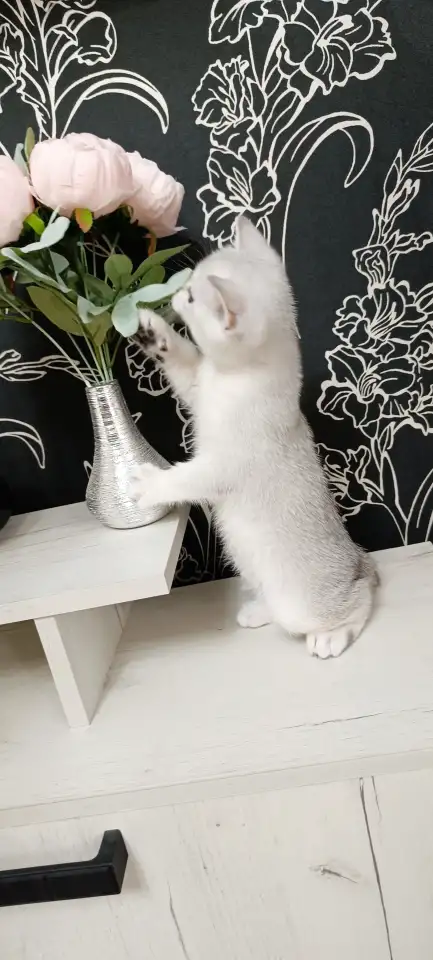 Шотландский котенок, фотография 3