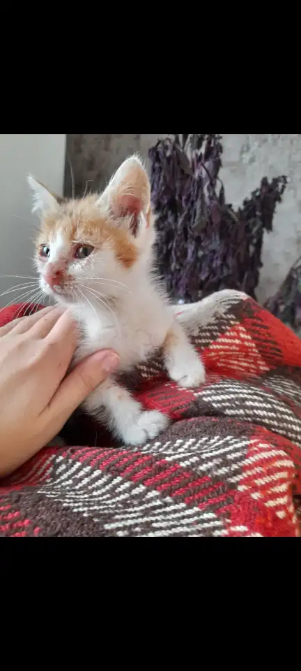Котята в добрые руки, фотография 4