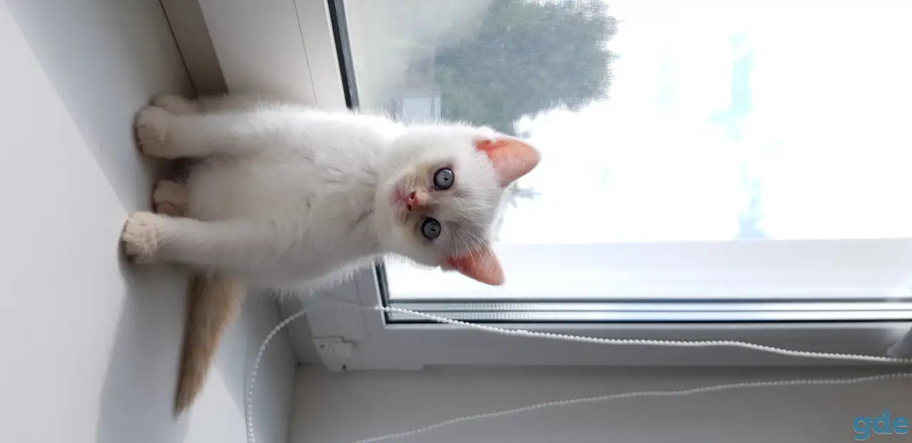 Котята шотландской короткошерстной, фотография 1
