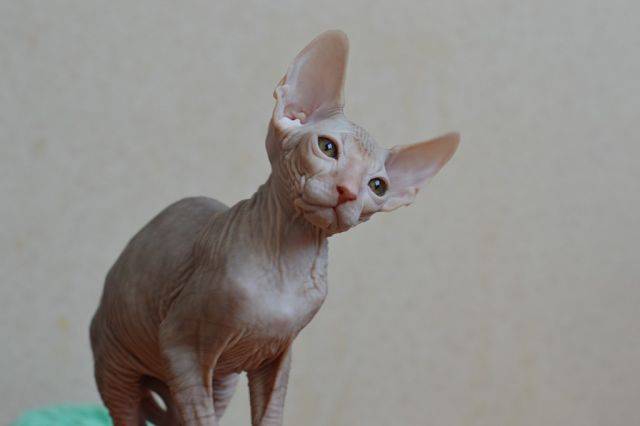 Канадский сфинкс котята, фотография 1