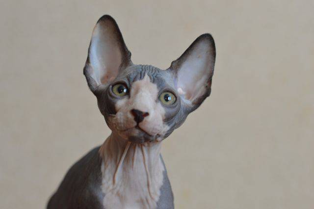 Канадский сфинкс котята, фотография 5