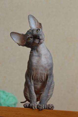 Канадский сфинкс котята, фотография 9