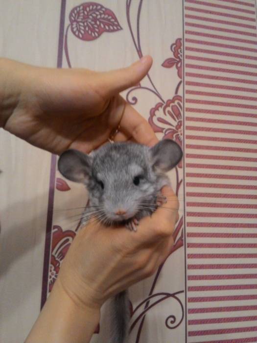 шиншилла, фотография 1