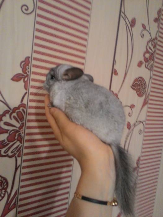 шиншилла, фотография 3