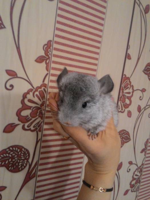 шиншилла, фотография 5