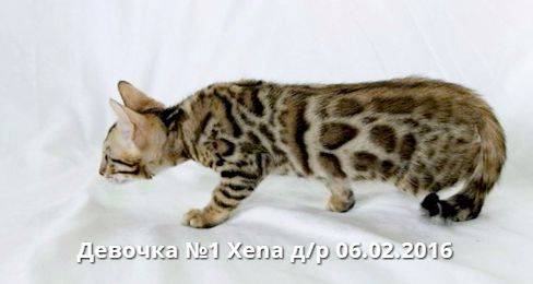 Бенгальские котята, фотография 3