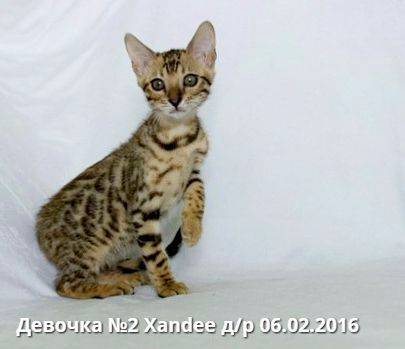 Бенгальские котята, фотография 4