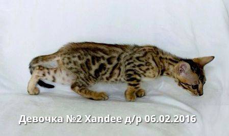Бенгальские котята, фотография 6