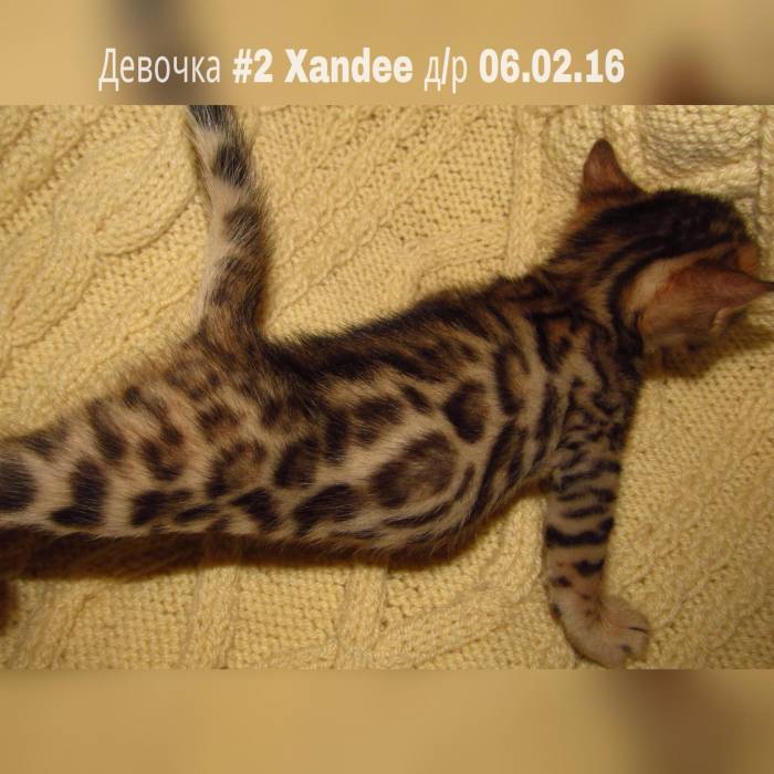 Бенгальские котята, фотография 7