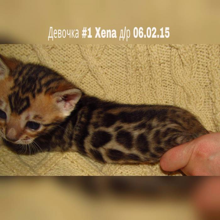 Бенгальские котята, фотография 9