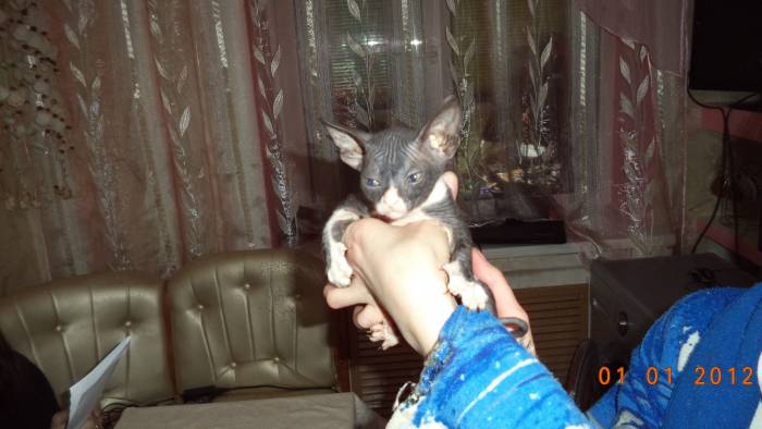 Донские котята, фотография 4