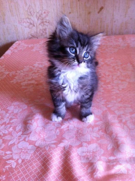 подарю котенка, фотография 1