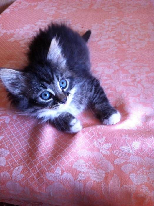 подарю котенка, фотография 2
