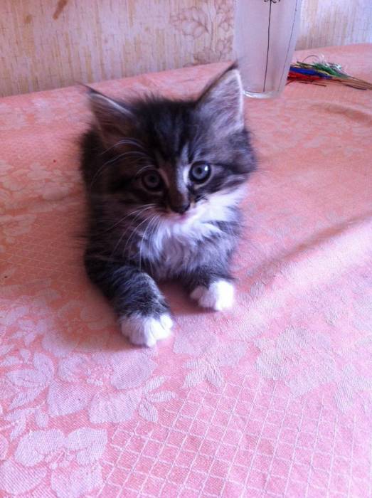 подарю котенка, фотография 3