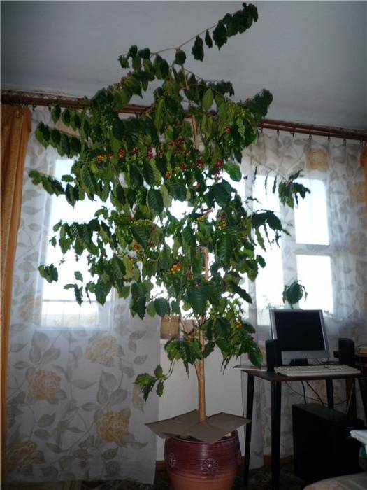 Кофейные деревья, фотография 1