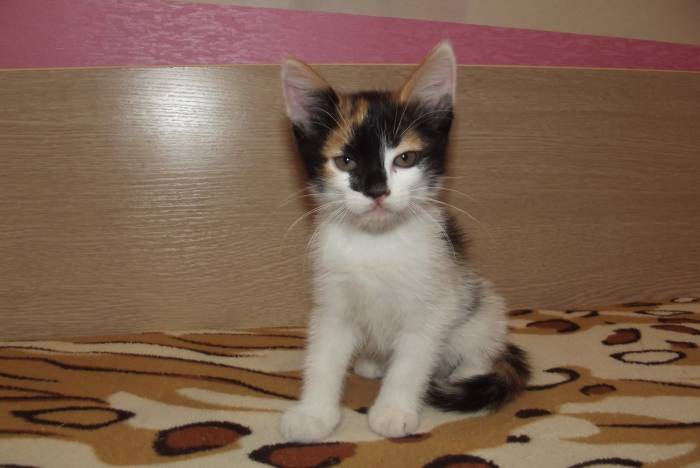 Котенок в добрые руки, фотография 3