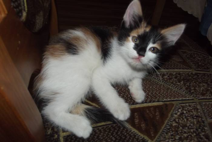 Котенок в добрые руки, фотография 4